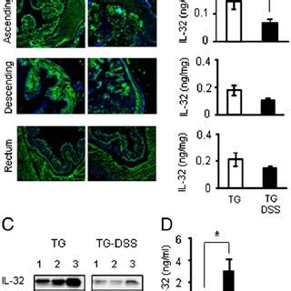 Colonic Cytokine Levels In DSS Colitis Day 6 Colon Segments Were