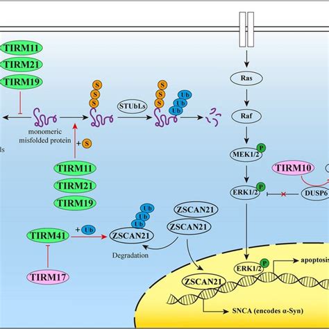 Partial Mechanisms Of Trim Proteins In Pd Sumo Small Ubiquitin Like