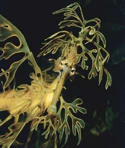 Creature Talk!!: Leafy Sea Dragon