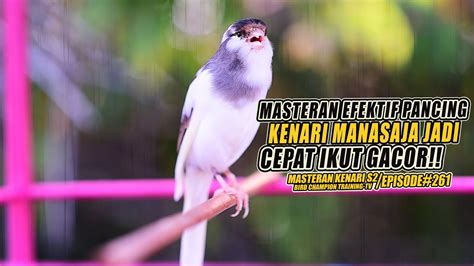 261 Masteran Suara Burung Kenari Gacor Panjang Cuit Cuit Ngerol Untuk