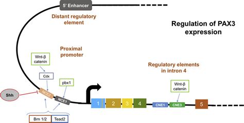 Elements Regulating Pax3 Expression The Cis Acting Elements Their