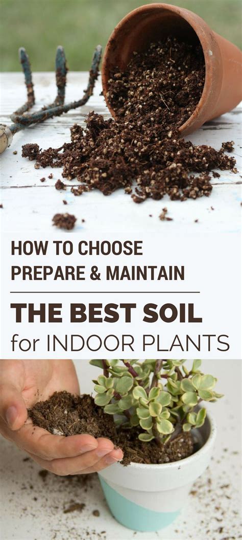 What's The Best Soil For Indoor Plants - Mbi Garden Plant