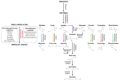 Degradation Pathways Of Amino Acids Leading To The Formation Of