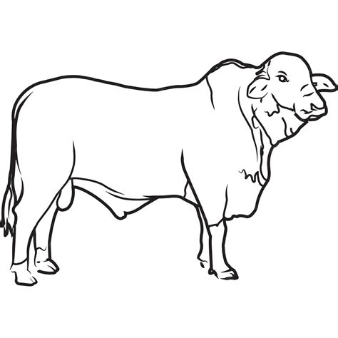 Premium Vector Hand Sketched Hand Drawn Braford Cow Vector