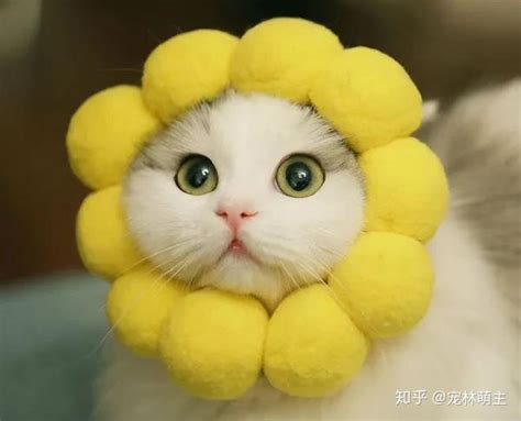 猫咪有多聪明？它的大脑里装了什么？ 知乎