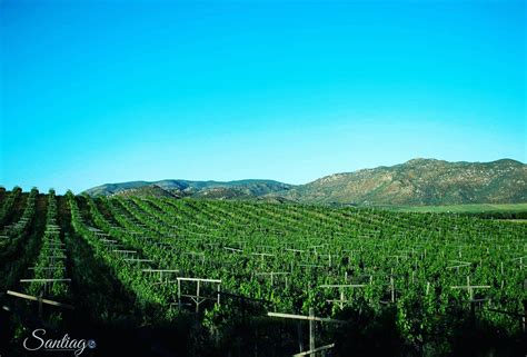 Conoce La Ruta Del Vino De Ensenada Baja California Ruta Del Vino