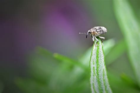 Gorgojo Manchado De La Col Foto Gratis En Pixabay Pixabay