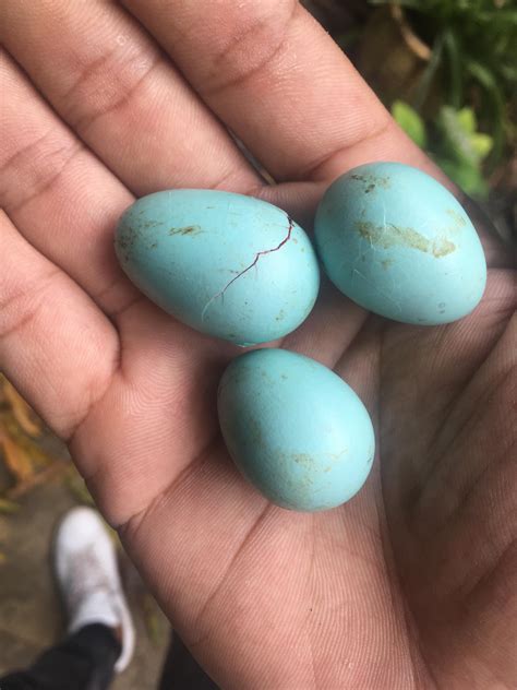 I Need Help To Identify Which Species These Eggs Belong To And Also The Best Way Possible To