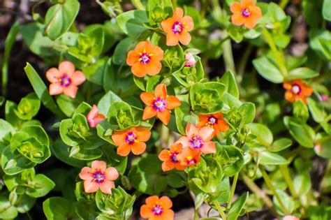 Anagallis Arvensis Scarlet Pimpernel