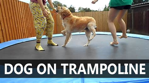 Dog Bouncing On Trampoline Cute ♥ Youtube