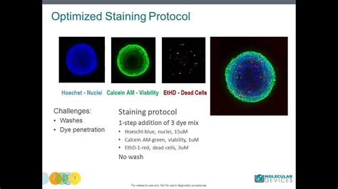 How To Set Up A 3D Spheroid Assay Using Confocal Imaging YouTube