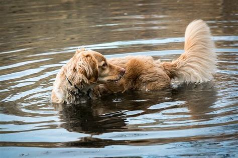 Best Long Haired Dog Grooming Tips - Paws Plus One