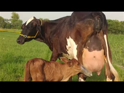 Jersey Friesian Cross Cow For Sale On YouTube Ll Jersey Cow For Sale In