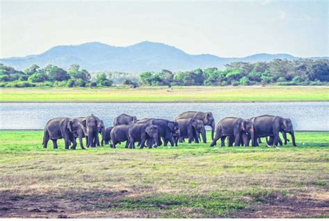 From Dambulla Sigiriya Safari At Minneriya National Park Getyourguide