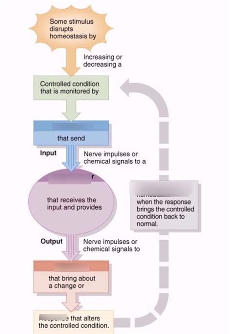 Concept Map Feedback Loop