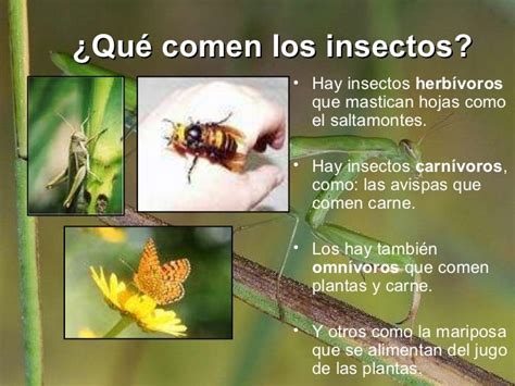 Varinia Los Insectos 1219867723054048 9