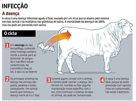 Entenda como o vírus da raiva animal pode contaminar os humanos