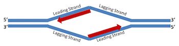 Lagging Strand of DNA | Definition, Synthesis & Replication - Lesson ...