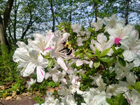 Spring is Prime Time at Historic Strawberry Mansion - Historic ...