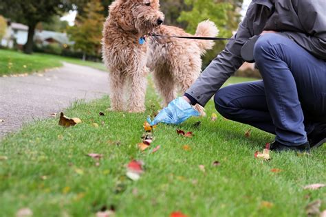 Déjections canines Mairie de Cormontreuil