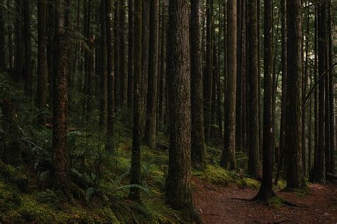 Free Images Tree Nature Path Wilderness Branch Wood Sunlight