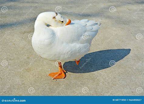 White Swan Goose Stock Photo Image Of Closeup Cygnoides 68771850