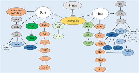 Signaling Pathways Mediated By Ras And Rho Activation Of The Ras And