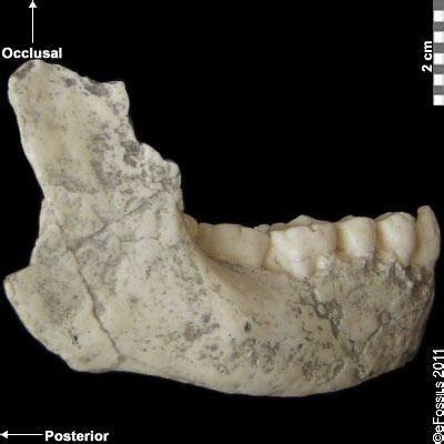 Homo habilis: OH 13 | eFossils Resources | Homo habilis, Human fossils ...