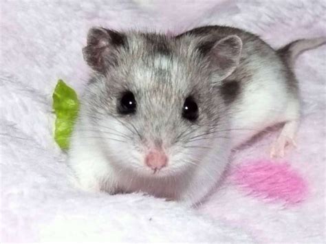 Chinese Dwarf Hamster