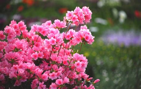 AgriFlor Piazza Vittorio Diventa Un Giardino Colorato Con Ledizione