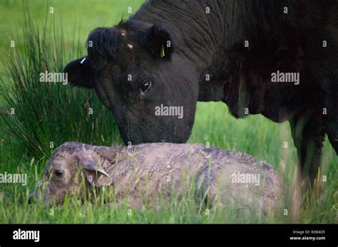 Welsh Black Cow Just Having Given Birth To A Cross Bred Charolais Calf