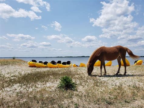 Berlin Assateague Island Wildlife Discovery Kayak Tour