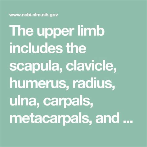 The Upper Limb Includes The Scapula Clavicle Humerus Radius Ulna