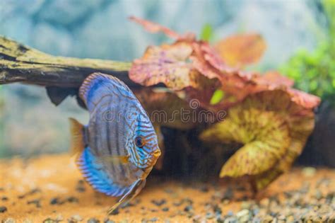 Close Up View Of Gorgeous Tiger Turks Discus Aquarium Fish Stock Photo