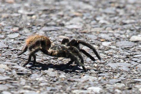 Baboon Spider - Wildlife Den - South African And Australian Wildlife ...