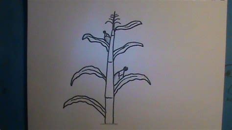 How To Draw Corn Stalks