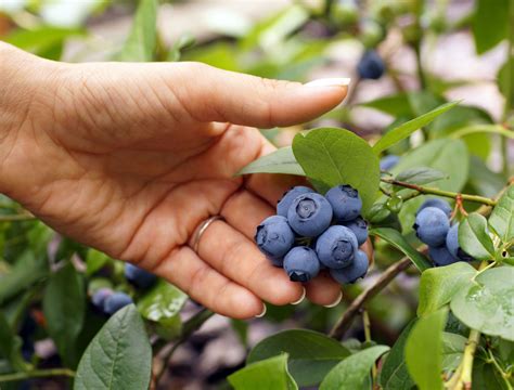 7 Tips For Growing Blueberries In Your Garden