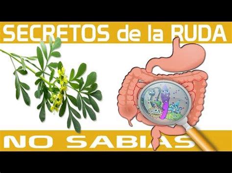 El Secreto De La Ruda Para Que Sirve La Ruda C Mo Usar La Ruda