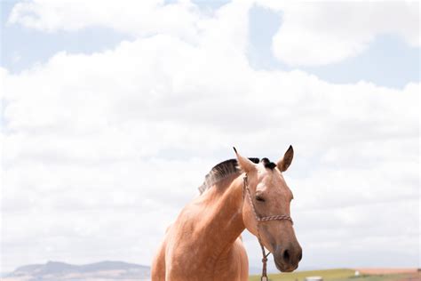 10 Health Benefits Of Horseback Riding Artofit