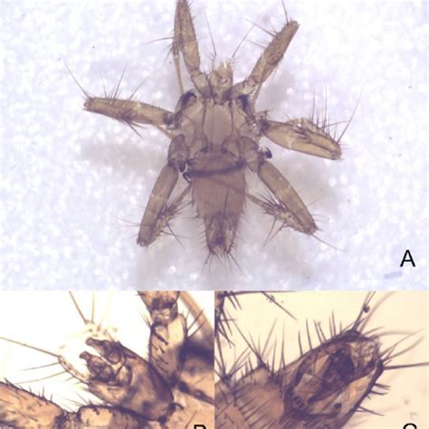 Pdf Checklist Of Bat Flies Diptera Nycteribiidae And Streblidae