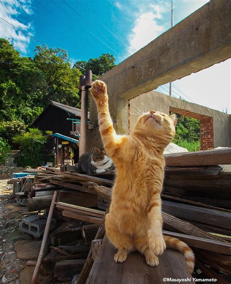 神社好き on Twitter RT nekoiroiro ガッツポーズ ねこ 猫 cat