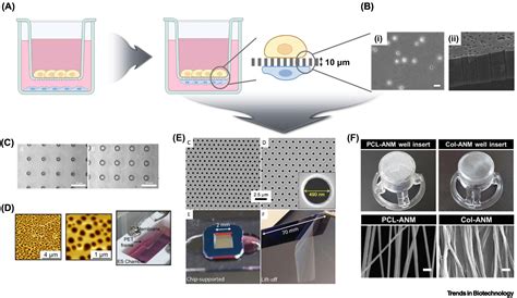 Advances In Cell Coculture Membranes Recapitulating In Vivo