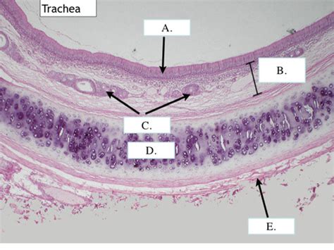 Lab Part Histology Structures Flashcards Quizlet