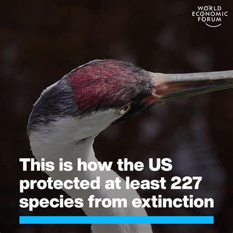 US’s Endangered Species Act Helped Save At Least 227 Species | World ...