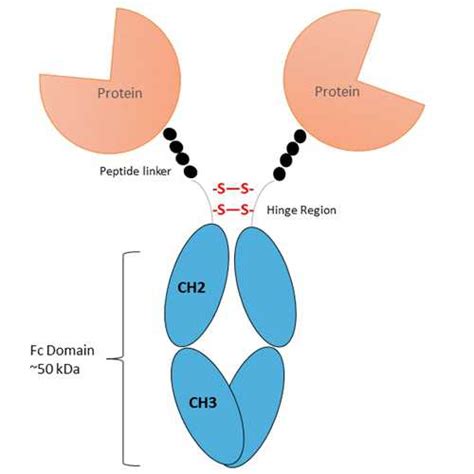 Recombinant Human Nkg D Fc Fusion Protein Kerafast