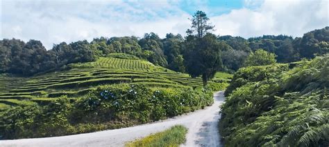 Top 10 Hiking Trails in São Miguel Island, Azores