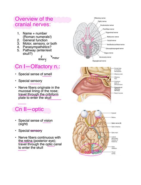 SOLUTION: The twelve cranial nerves anatomy and physiology notes ...