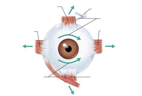 Anterior View Of The Right Eye Diagram Quizlet