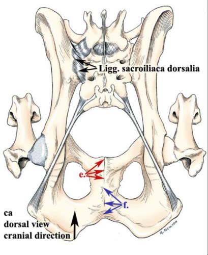 Hl Joints Ligg And Fascial Structures Flashcards Quizlet