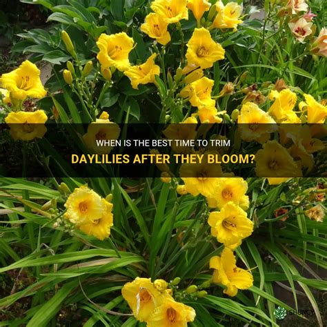 When Is The Best Time To Trim Daylilies After They Bloom ShunCy